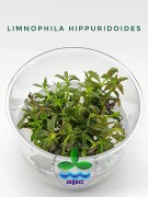 Limnophila Hippuridoides TC CUP